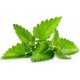 Nettle tagliatelle